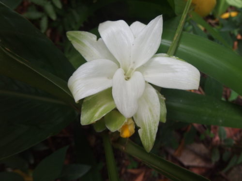 This lily just appeared in my garden thats one thing about rain forests areas things just pop up for the first time even after 20 years here????? Its so pure whit and so beautiful I have so enjoyed watching it grow and then it started to flower this week. 