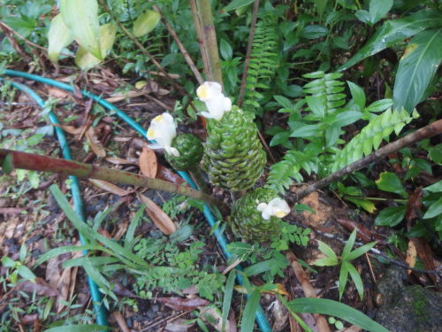 One of the flowering ginger plants I did not grow this one either LOL
