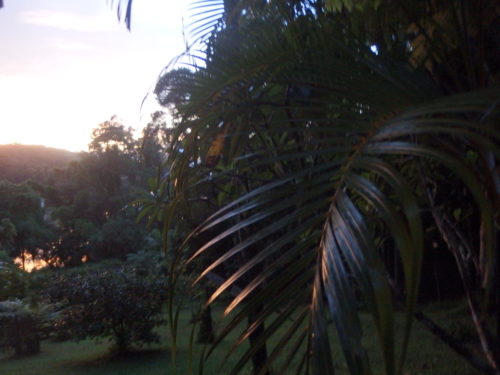 First rays of the sun hitting a palm leaf in front of our home. 