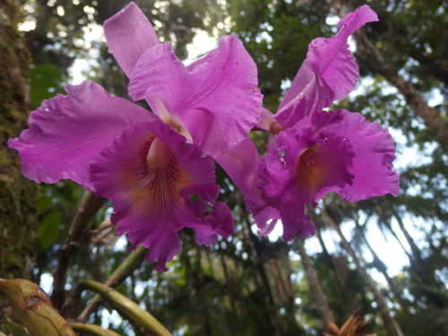 Both flowers are fully open now so so beautiful and the perfume is magical. 