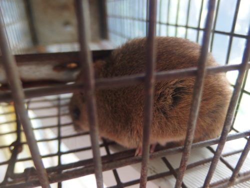 we set the trap for alarge white tailed rat but cought this beautifu wee local marsupal instead. 