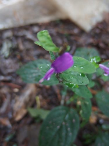 this is a little wild flower that grows around here is very tiny about 1/2 of an inch long 