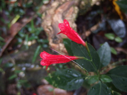 another wild flower these are around 1 inch long. 