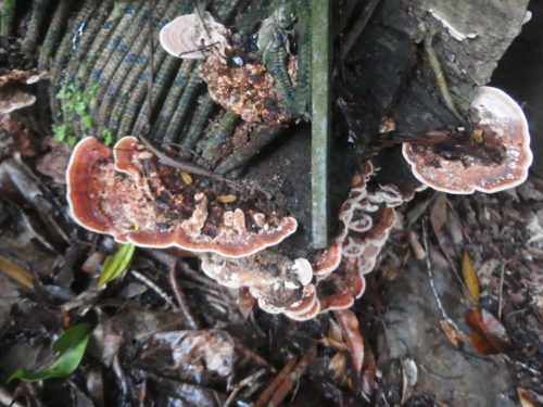 Its been so wet the fungi is growing like wild weeds. 