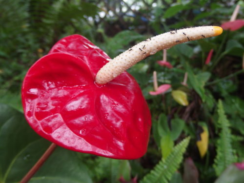 Ants are in heaven getting all the nectar. 