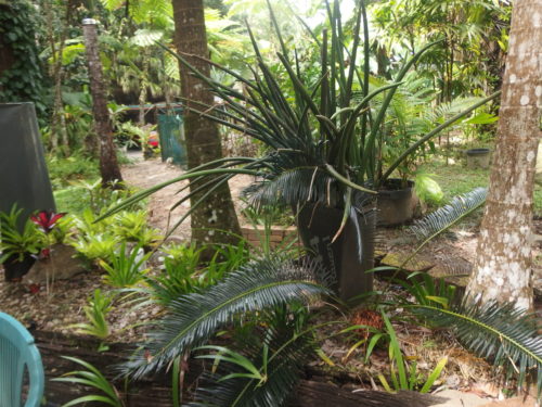 Some of the most unusual plants in my garden they grow instrange shapes.