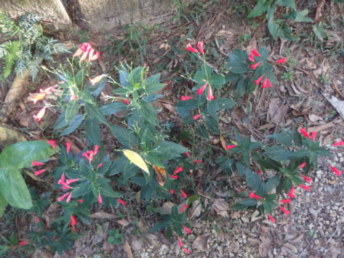 Tiny natice ground cover is even flowering again.