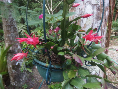 First blooms of the deep pink catus 