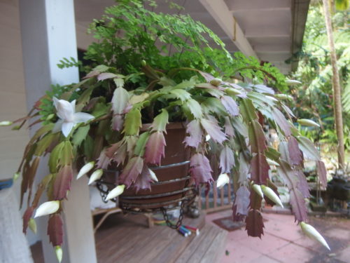 White catus is about to busrst out all over in bloom. 