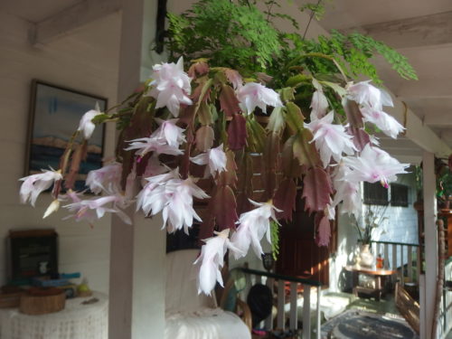 cascade of cactus flowers 