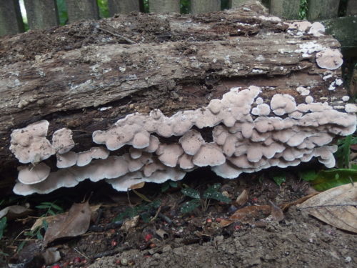 Beautiful bush fungi