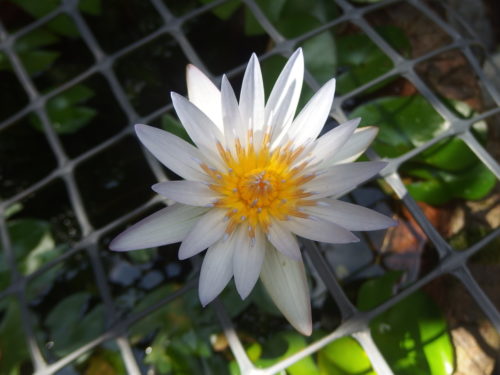 We have had this tiny waterlilly for around 5 years now and it throws me a new flower every day it is a wee blessing in the garden. 