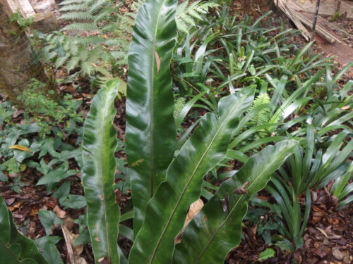 this fern grows all around me it is a native fern and it influenced me when i made my leaves for block 3 of SG