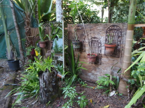 Yesterday I added this piece of plywood and the wooden gate on the side boundary as my neighbour has been clearing so much from her garden we had lost our privacy around the swimming pool area. We also lost a HUGE tree form this area so left a big exposed area. 