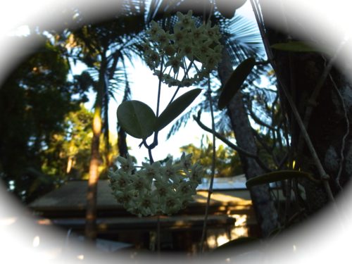 My hoya is in full flower again such a beautifyl flower yo have in any garden and it grows wild here. 