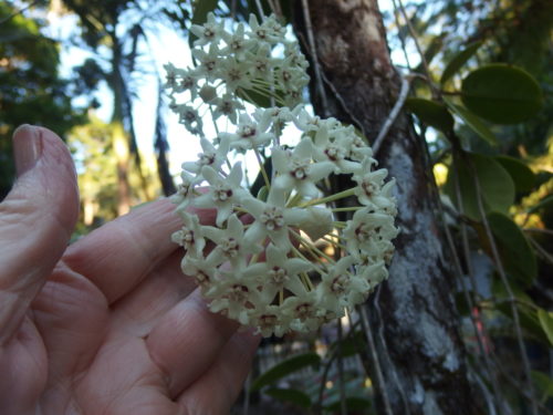 close up of one of the flower heads. 