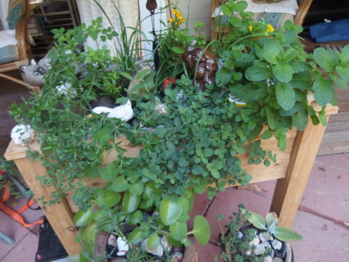 My herb stand is over flowing with herbs now and its so lovely to go and pick some of them each evening for dinner. 