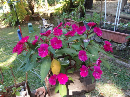 My PNG plant keeps growing and flowering and brings me so my joy. 