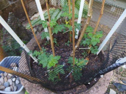 Some other tomatoes planted out at the same time they also have tripled in size in 5 days!!!! 