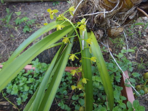 miniture native cymbidian orchid it flowers every year for me some time one stem some times 6 !!!