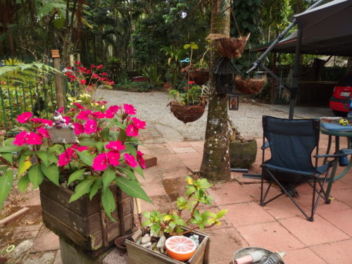 My hanging baskets I repotted last week are very very happy with fresh soil full of minerals and have doubled in size. 