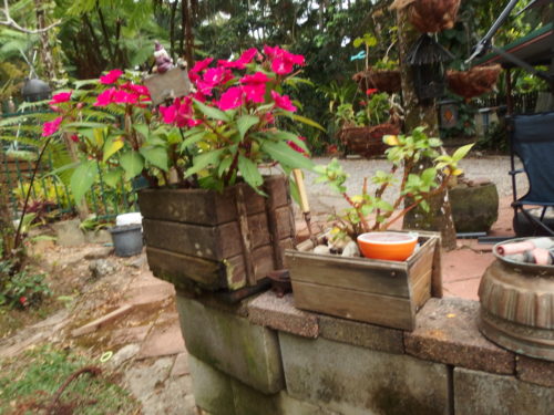 love the colour of these flowes, such a lovely splash of colour in a very green green tropical garden!!!!