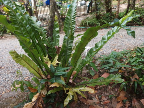 This still a young birds-nest fern around 2 years old and about 1 1/2 meters wide and tall. 
