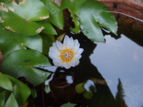 A new little water lilly opens each morning such a wee treasure. 