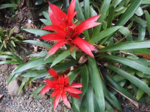 splash of colour in my very over green garden. 