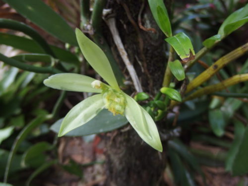 Vanilla flower the vine is covered this year. 