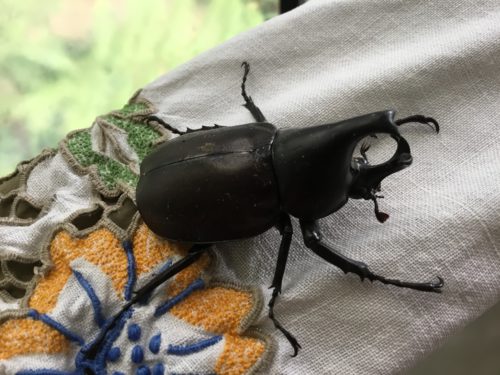 Found him upside down in my wash basket this morning! 