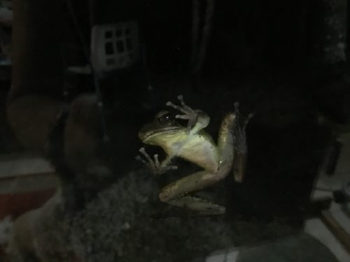 On my window last night! 