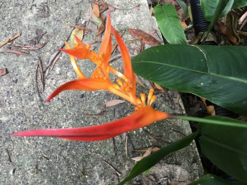 Last of these heliconia for this flowering. 