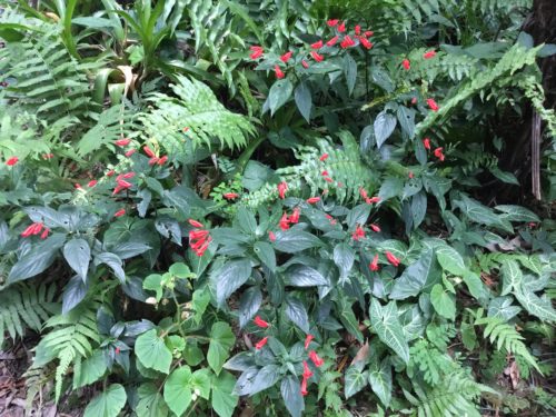 These a little local weed that just keeps popping up and giving good ground coverage and tiny splashes of colour . 