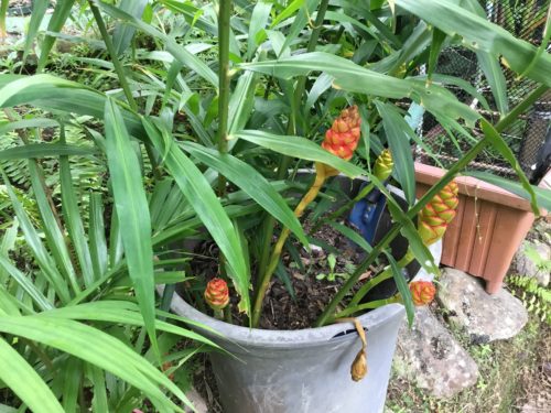 Ginger is a lovely orange this week. 