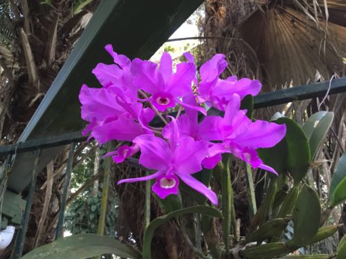 Stunning orchid out side in full bloom 