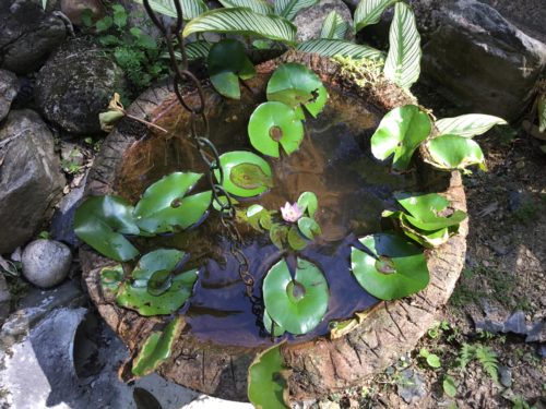 I’ve had this waterlilly for around 10 years now 