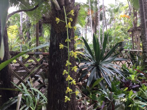 Minature cymbidium orchid 