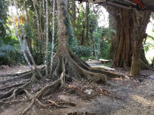 Beautiful roots of a raintree 