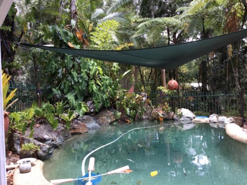 I noticed while in th pool the corner creeper was covered in dozens of buds the first time it has ever flowered like this ?