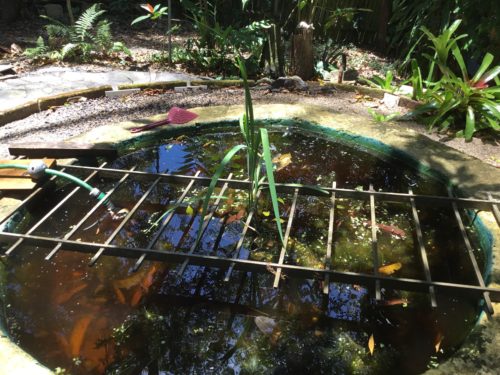 Sitting beside the fishpond