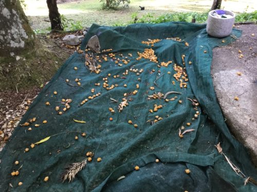 Catching the Palm nuts as they are dropped by rats, possums, and bats in the night, if I don’t remove them every second day they start to ferment and the smell is awful? 