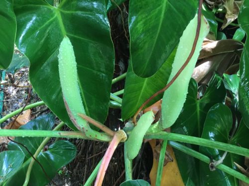 These buds normal don’t open but this year must have been the perfect climate or it’s mature enough now after 25 years LOL 