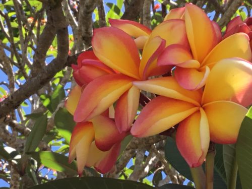 Frangipani are now in full bloom