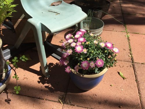 Hubby brought me home a button crispy two nights ago, I will repot it in to this blue pot so it’s roots can spread out. 