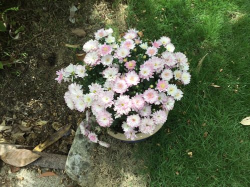 Button flowers blooming so happy after I repotted it. 