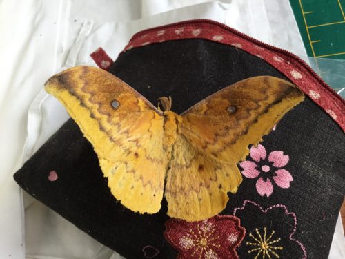 A beautiful moth found on the veranda floor one morning 