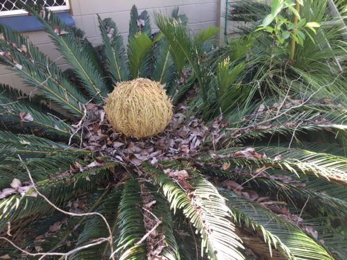 Some of the oldest living plants in the world, itis nearly 3 metres across! 