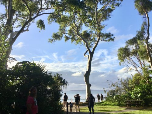 A beautiful ghost gum tree on the edge of the sea. 