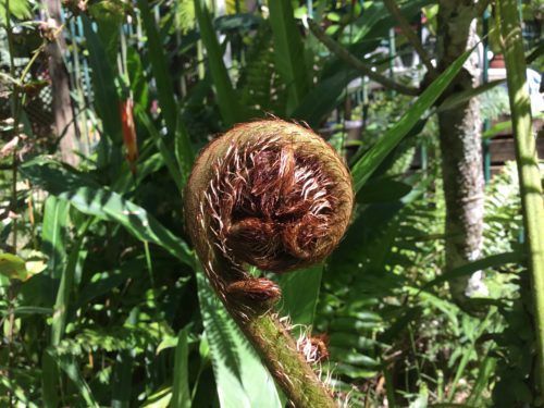 It is a new leaf about to unfold into a giant fern frond. It is called a tree fern here in OZ 